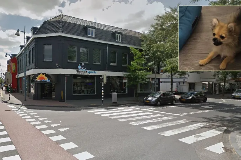 puppy overreden in geleen