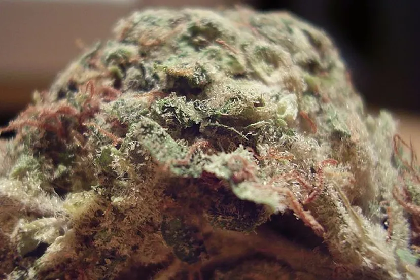 q6i64og9dppip5or4xvbltkfm gedroogde henneptop