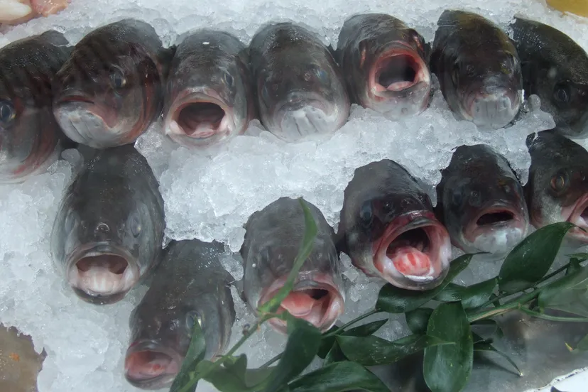 qaamc5g92xbc1tptxwlzhlwkf visetenvoedselvisboervisserfotobensutherlandcc by 2