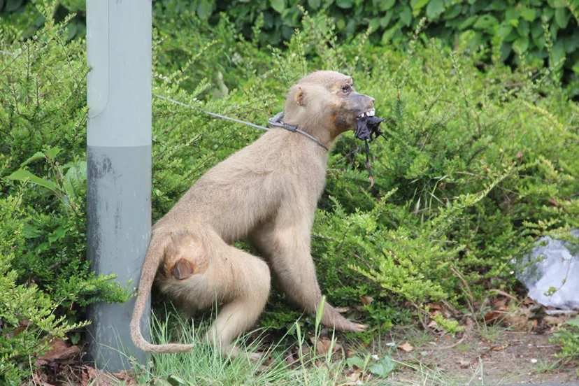 qji8dxebv8wb09vum7kyazdgm afvalaap