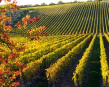 qnnlz8vjazgc2hzw17cnb5bnt 162826