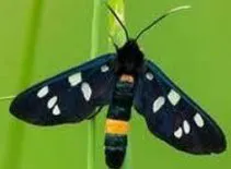 qxstyufva3rjj882cf8dbx0tl 152397