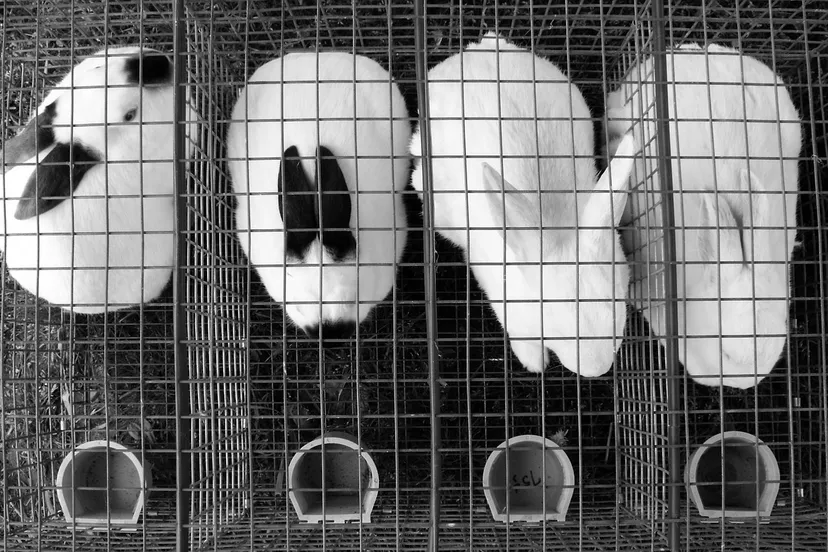 rabbits 255689 1280 konijnen in kooien kooi konijn