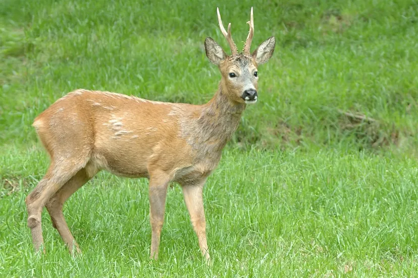 ree henkheijligers 6566