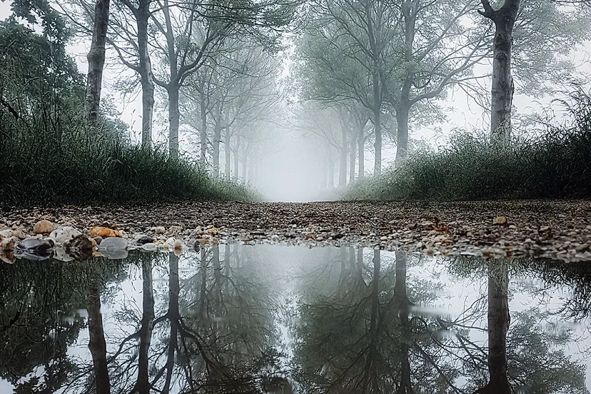 reflectie plas water schinveld bossen