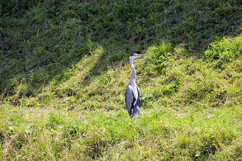 reiger in de brandende zon langs de dominicanenwal sacramentsprocessiedag 2019