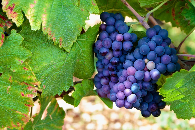 rode wijndruiven die op de wijnstok hangen