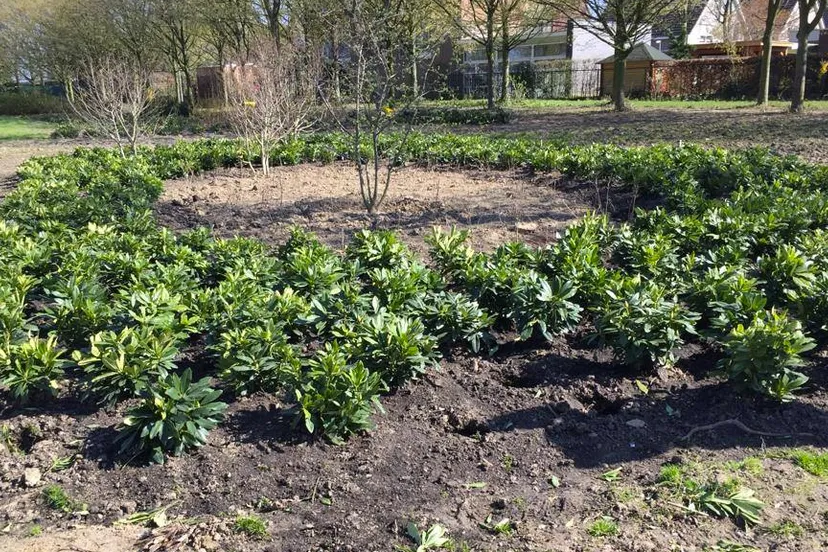 rodondendrons gestolen