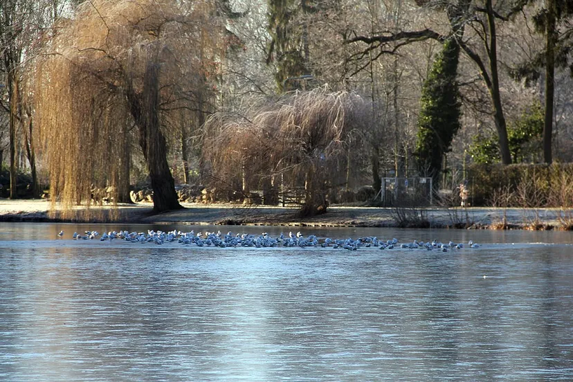 roeivijver dichtgevroeren december 2016 januari 2017