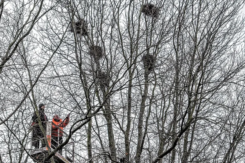 roekennesten verwijderen leon geilen