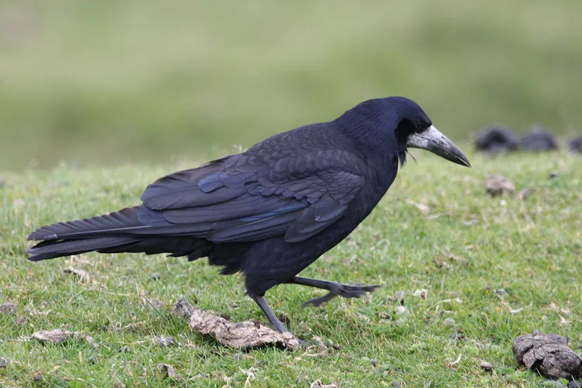 rook roek brian snelson from hockley essex england cc by 20