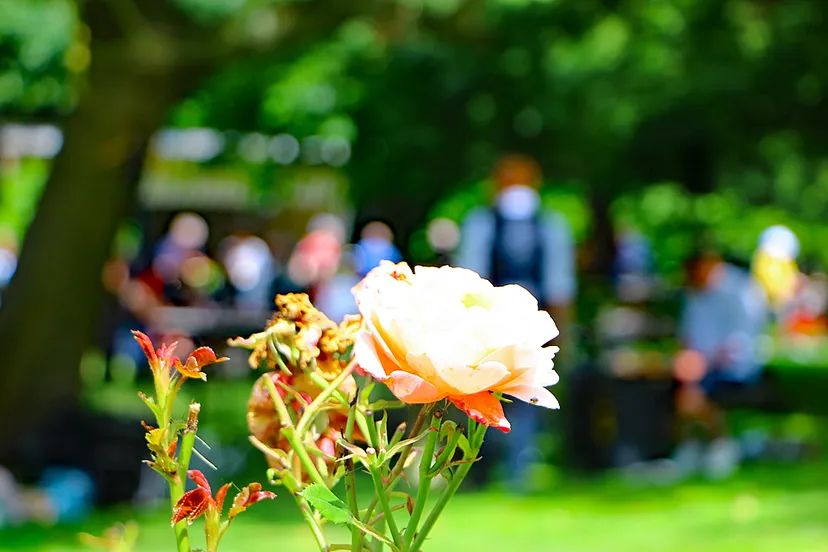 roos agnetenberg geheime tuinen festival 2024