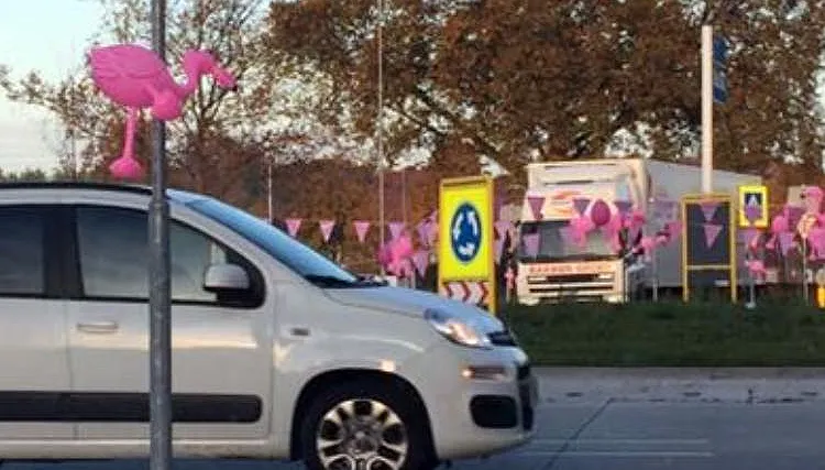 rose flamingos groove garden 1