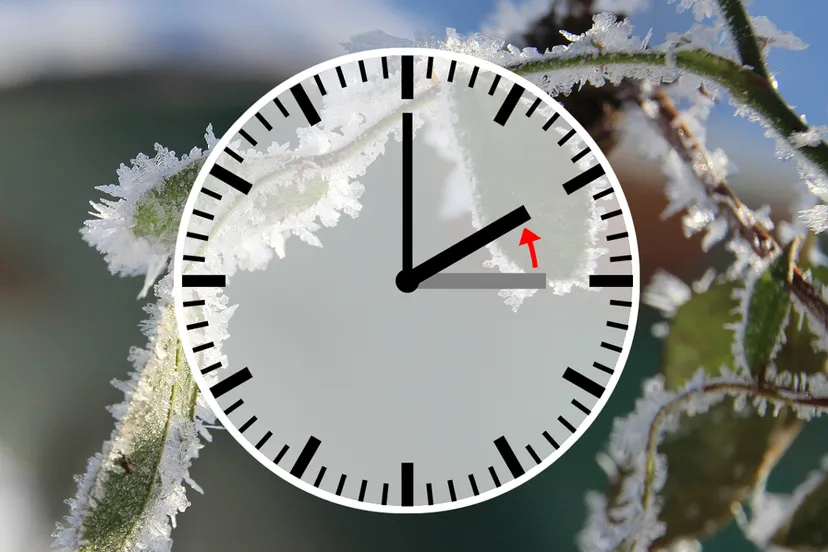 rose petals 1148644 1280 winter wintertijd