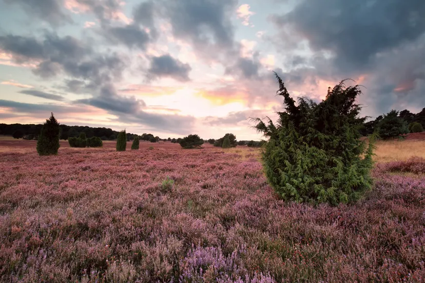 roze heidebloemen en jeneverbes