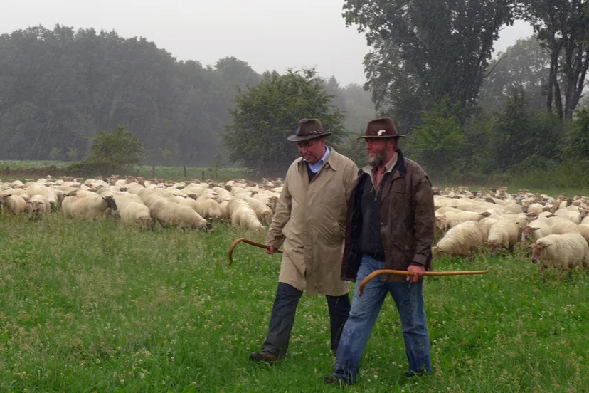 rszhjl96bnf75pmny5e7878o0 schaapskudde