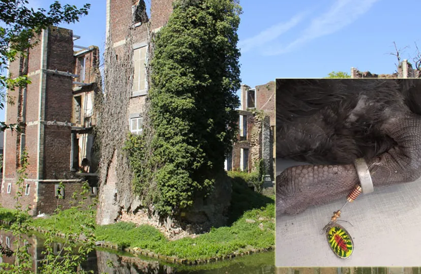 ruine kasteelpark born zwaan met haak