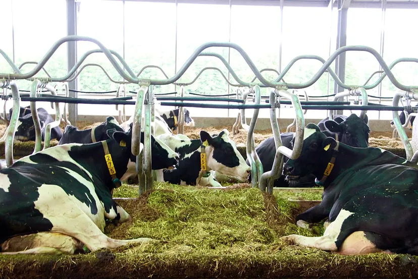 runderen koeien melkveebedrijf foto guus queisen 1