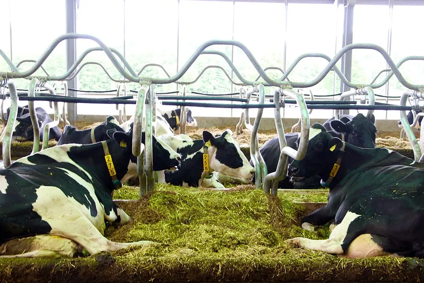 runderen koeien melkveebedrijf foto guus queisen 1x