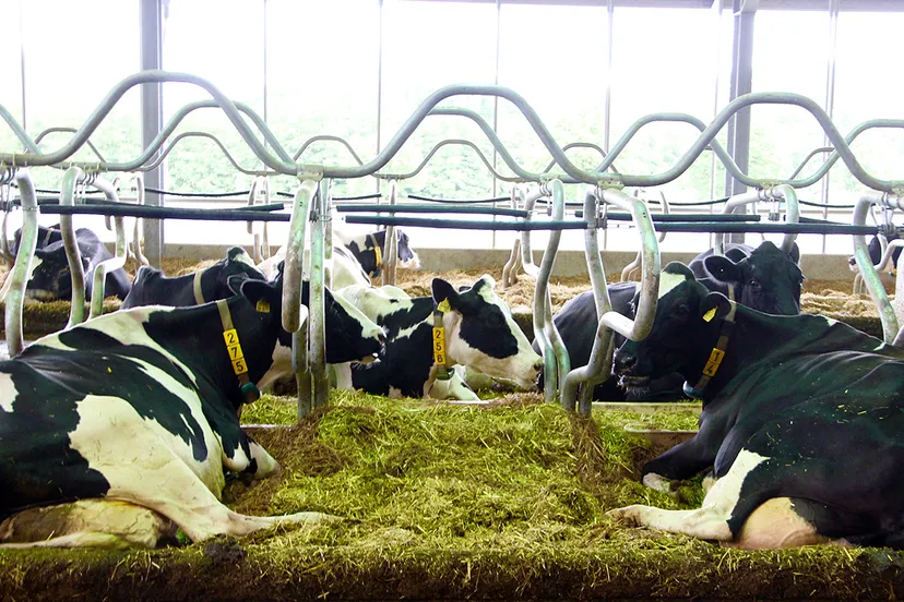 runderen koeien melkveebedrijf foto guus queisen 1x