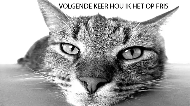 s076j779kwi97ju0v51if8x3t meme kat met kater
