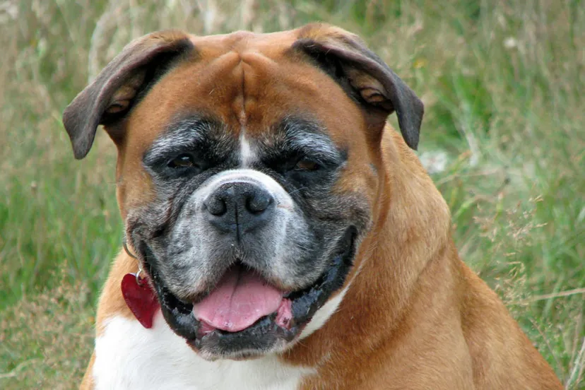 s9t8wqboutu1eqxtnnoubaveb oude hond boxer 761821920