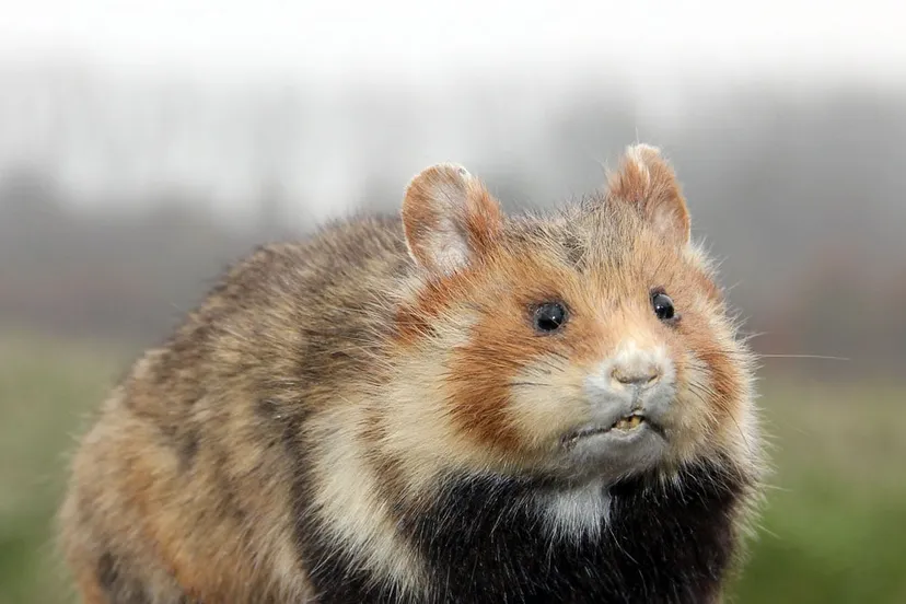 sbk kollenberg korenwolf