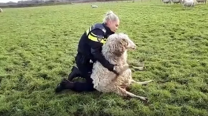 schaap gered in wei langs a2 bij echt