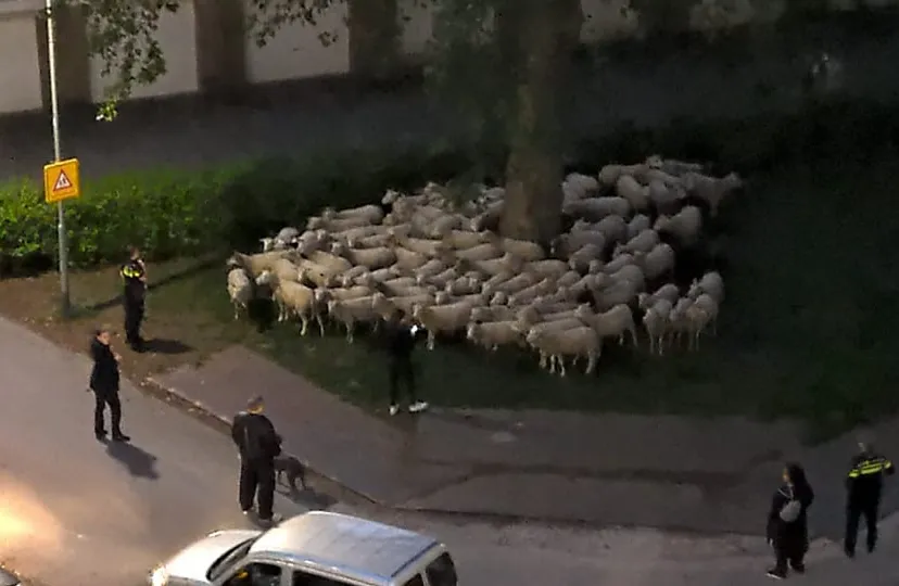 schaapskudde in beek