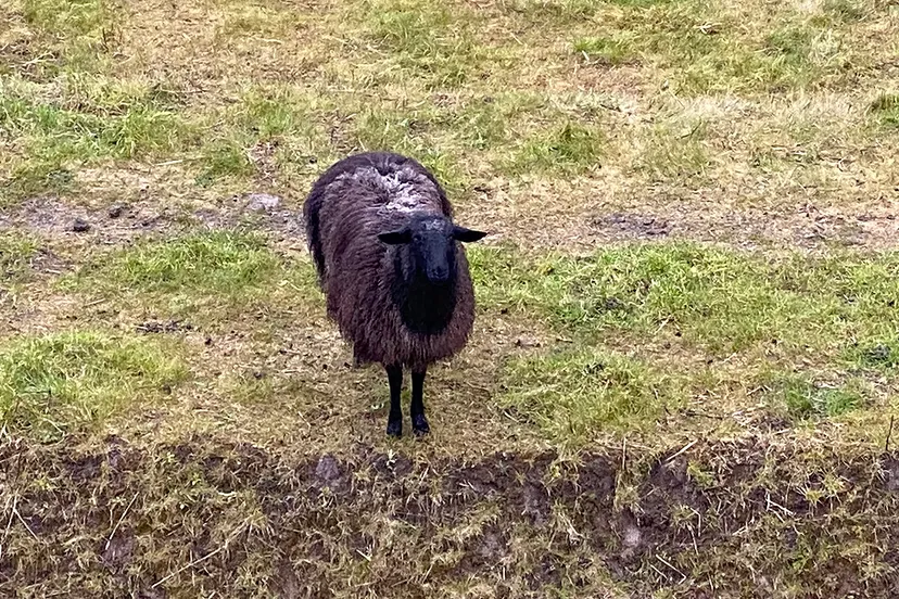 schapen fort sanderbout 2021 1