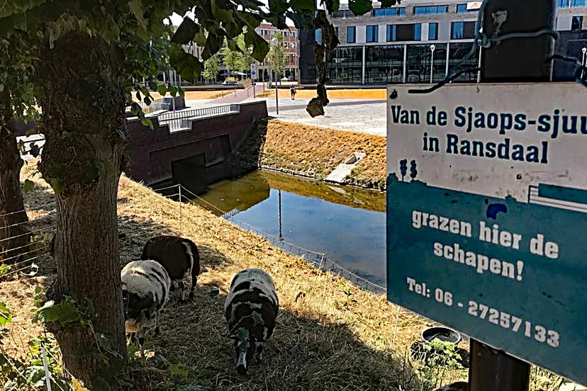 schapen grazen op dominicanenwal