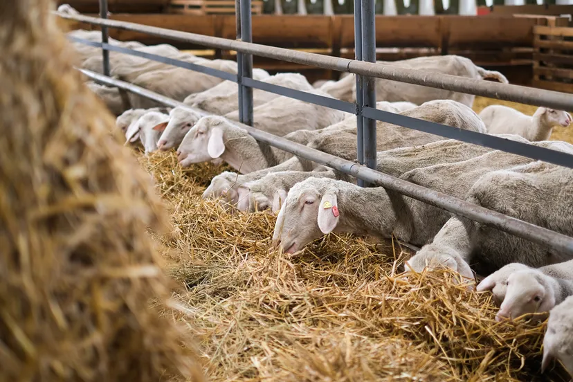 schapen in een stal
