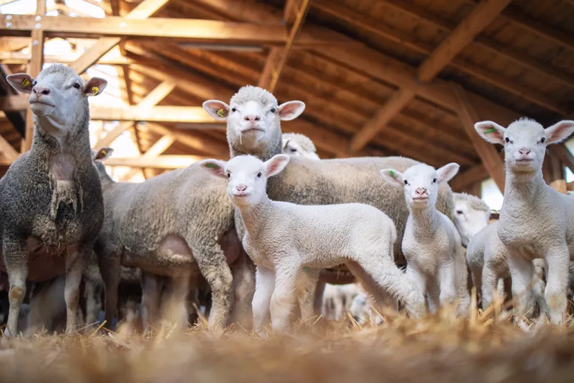 schapen lammeren schap lam schuurj