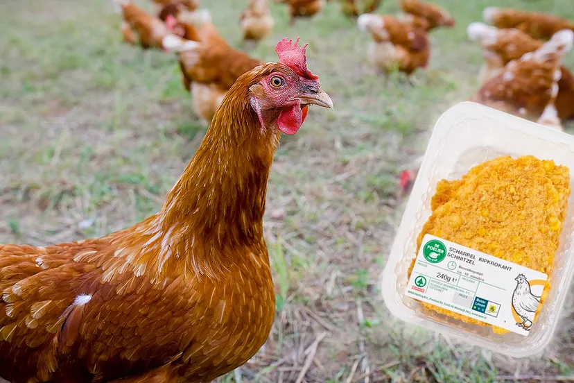 scharrelkip krokant spar kippen vrije uitloop cc0 via pixabay