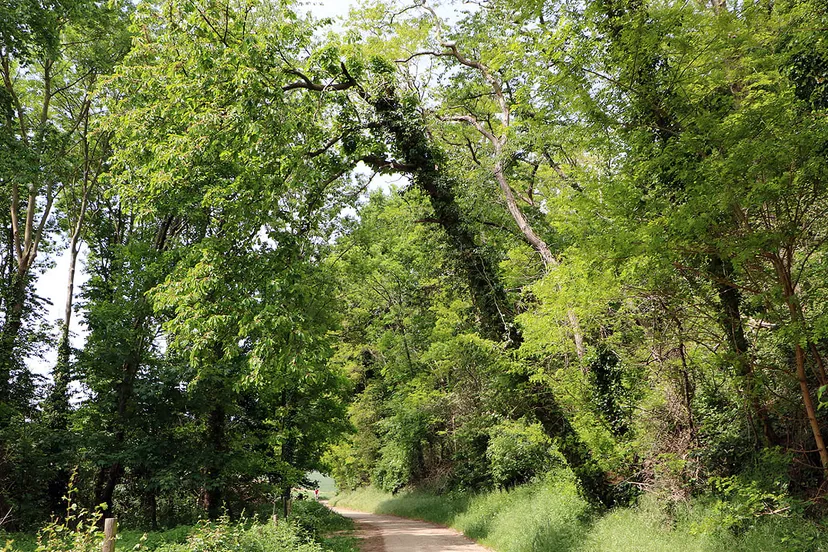 scheefstaande bomen hoddelslei munstergeleen 1
