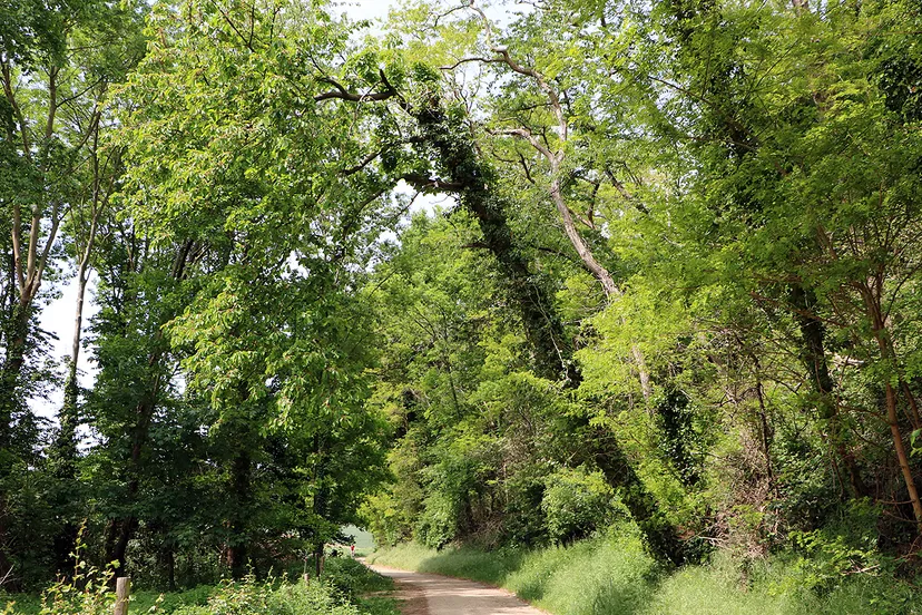 scheefstaande bomen hoddelslei munstergeleen 1