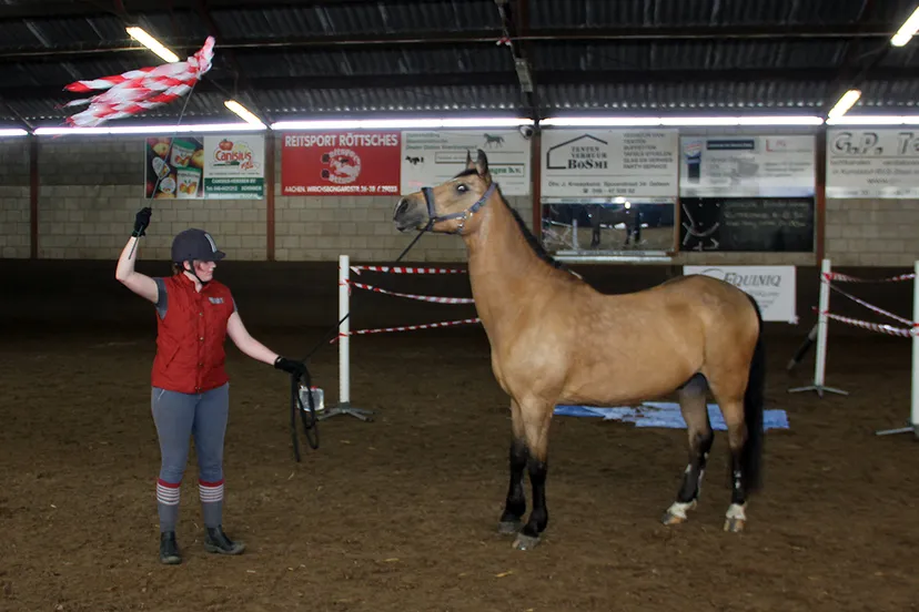 schriktraining voor paarden