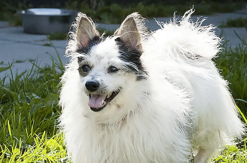 seniorenmiddag bobo 002