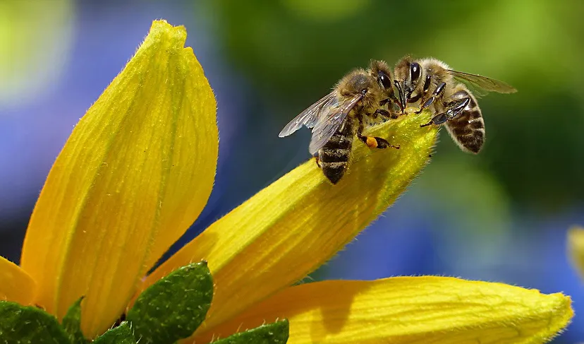 sg biodiversiteit kl