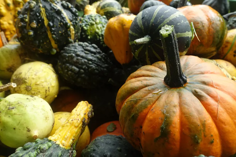 sierkalebassen agnetentuin 2018