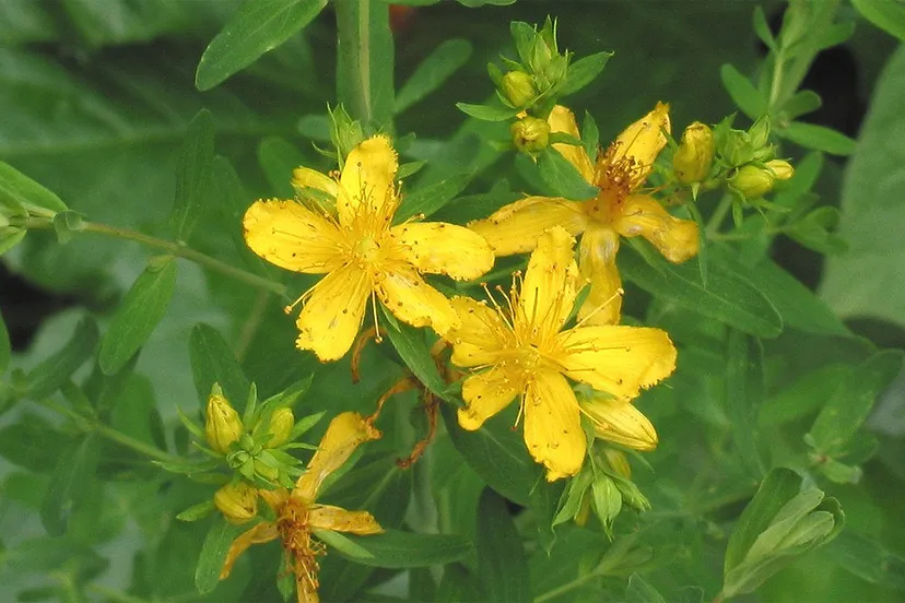 sint janskruid rasbak cc by sa 30