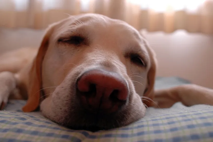 slapende hond eugene0126jp cc by sa 30