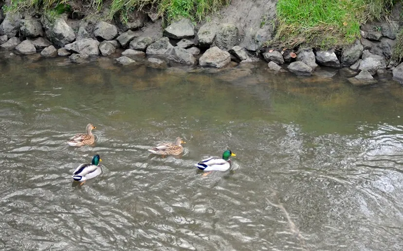 slootjesdag geleenbeek ivn eendjes
