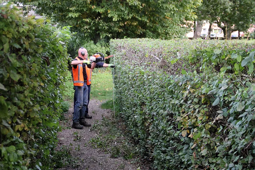 snoeien hagen oostelijke schootsvelden