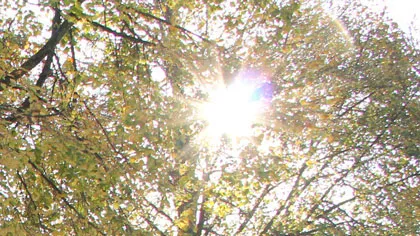 sohhud2gghxx3gy9fgurqz245 zon door gebladerte