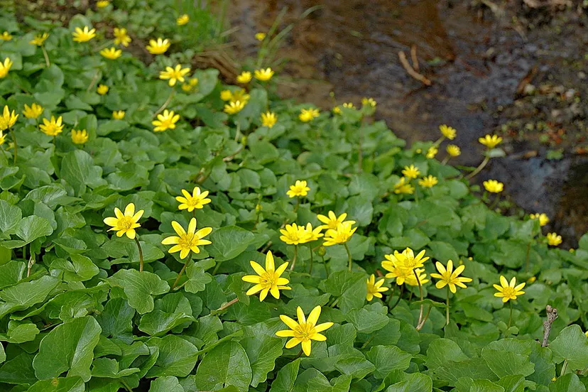 speenkruid henk heijligers 2297