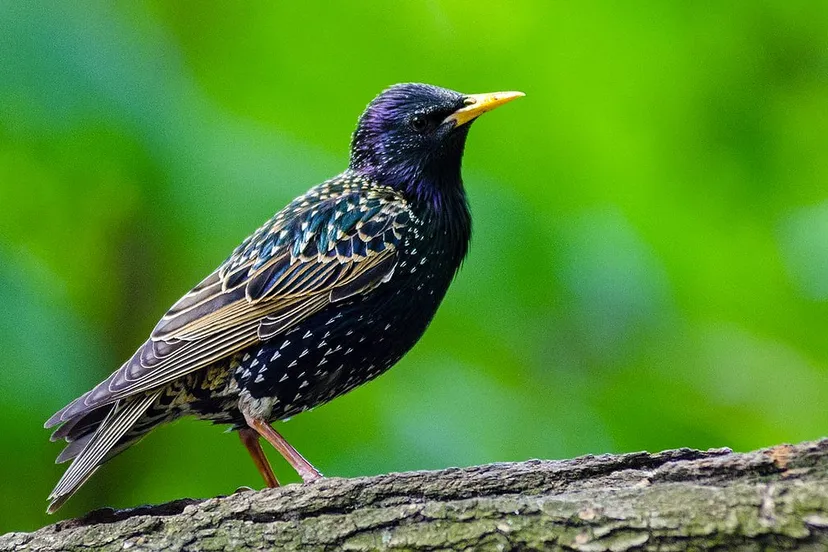 spreeuw vogelteldag 2019