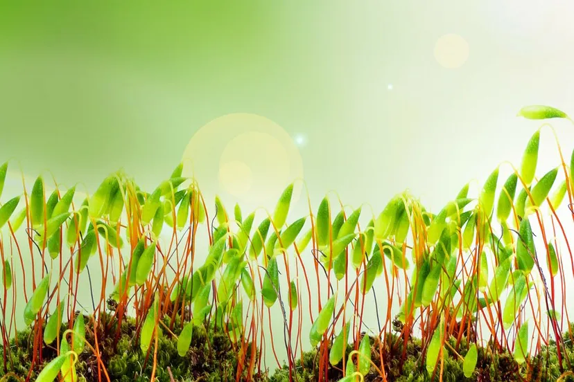 sprout 316127 1280 spruit