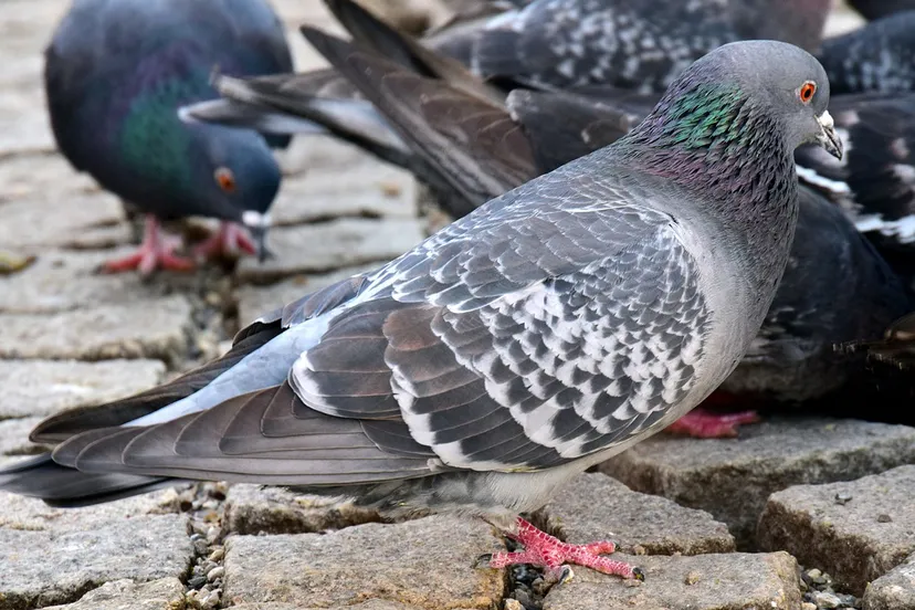 stadsduiven cc0 ulrike leone via pixabay