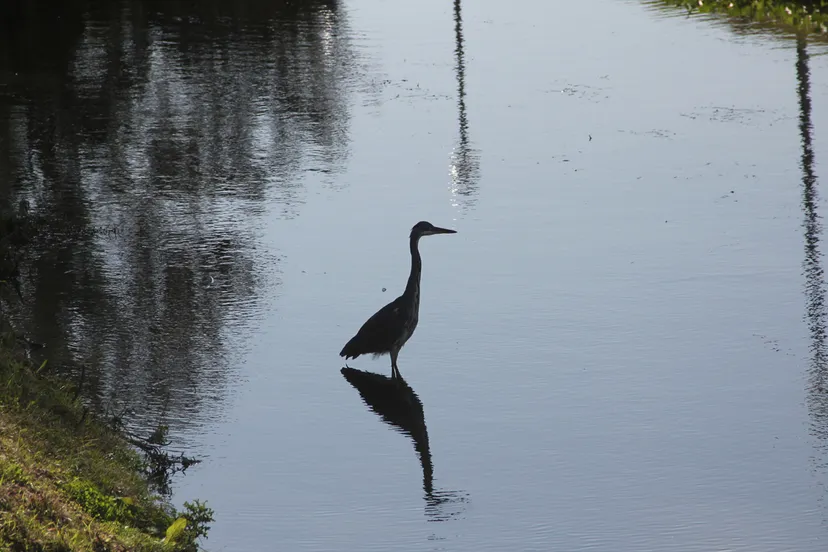stadsgezicht reiger gracht begijnenhofwal